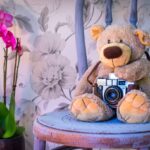 teddy bear, camera, orchids